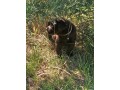 labrador-cioccolato-con-pedigree-e-test-genetici-small-0