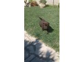 labrador-cioccolato-con-pedigree-e-test-genetici-small-2