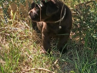 Labrador cioccolato con pedigree e test genetici