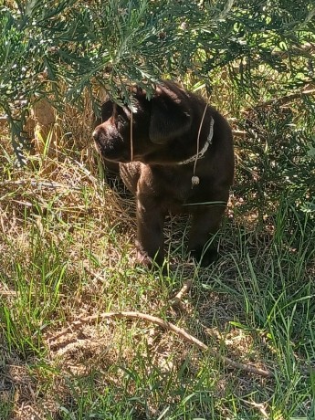 labrador-cioccolato-con-pedigree-e-test-genetici-big-0