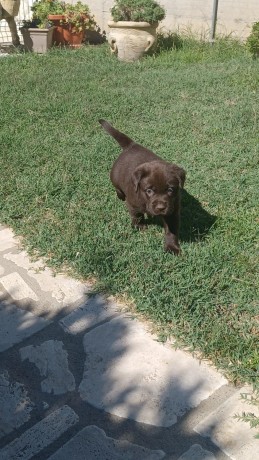 labrador-cioccolato-con-pedigree-e-test-genetici-big-2