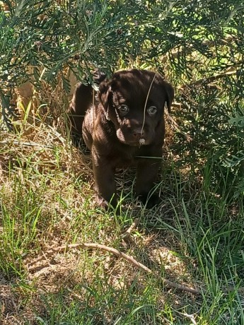 labrador-cioccolato-con-pedigree-e-test-genetici-big-1