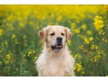 cuccioli-golden-retriever-small-1