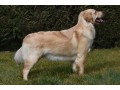 cuccioli-golden-retriever-small-4