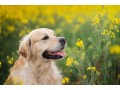 cuccioli-golden-retriever-small-3