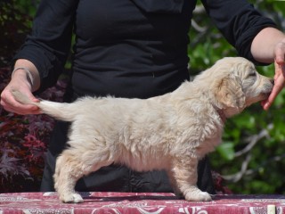 CUCCIOLI GOLDEN RETRIEVER