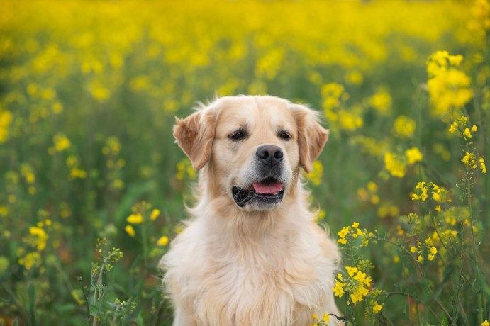 cuccioli-golden-retriever-big-1