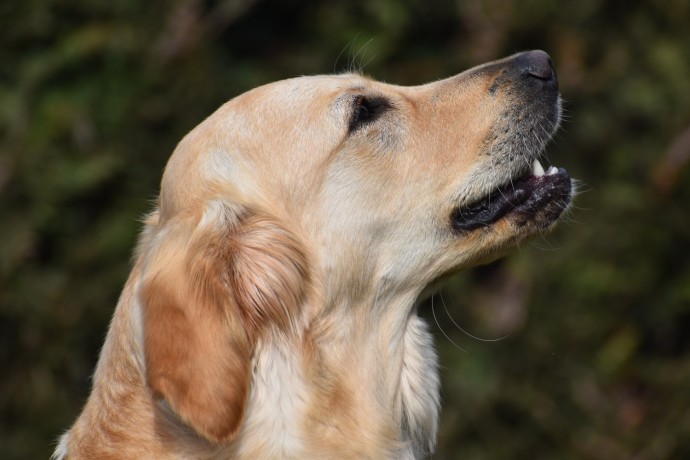 cuccioli-golden-retriever-big-5