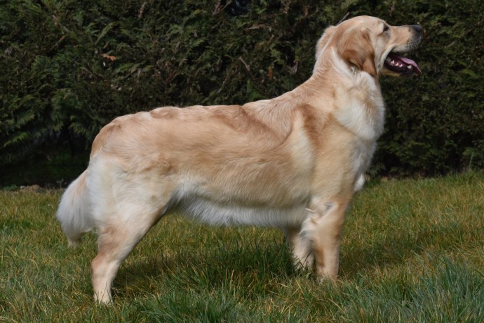 cuccioli-golden-retriever-big-4