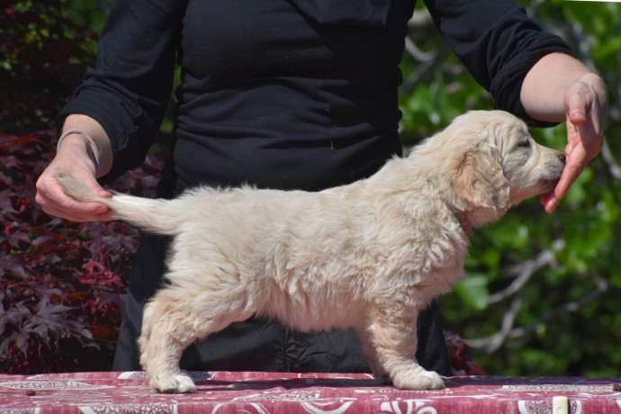 cuccioli-golden-retriever-big-0