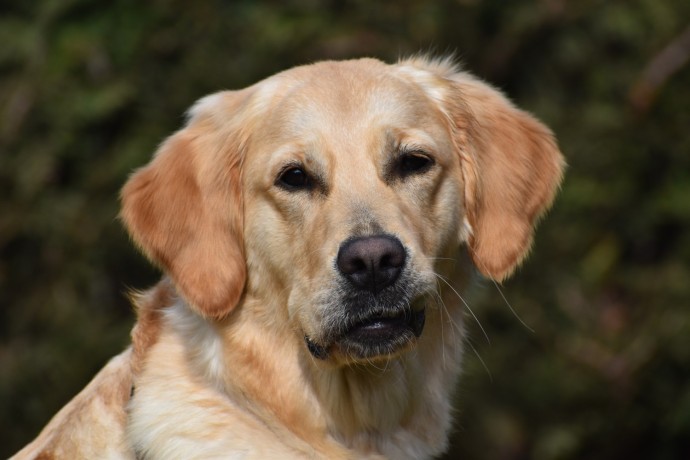 cuccioli-golden-retriever-big-6