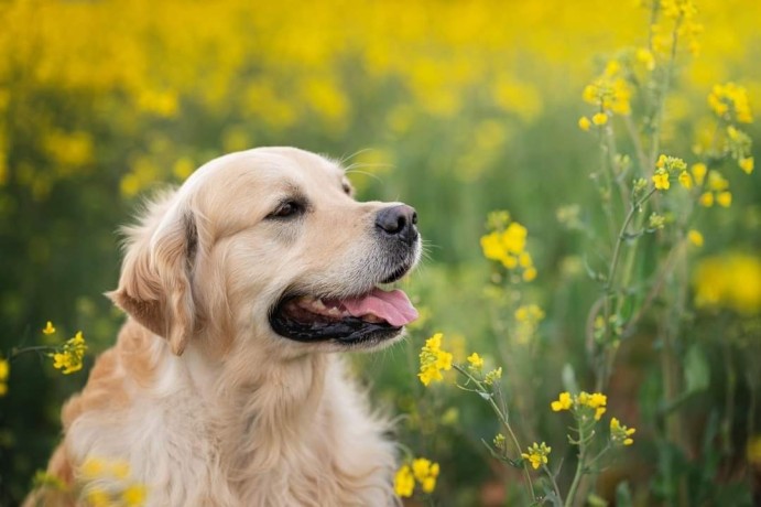 cuccioli-golden-retriever-big-3