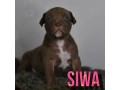 cuccioli-di-american-bully-xl-small-2