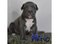 cuccioli-di-american-bully-xl-small-3