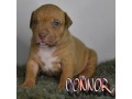 cuccioli-di-american-bully-xl-small-7