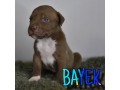 cuccioli-di-american-bully-xl-small-6