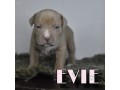 cuccioli-di-american-bully-xl-small-1