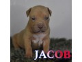 cuccioli-di-american-bully-xl-small-4