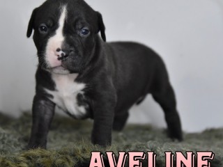 Cuccioli di American Bully XL.