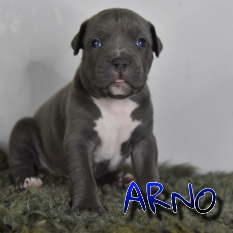 cuccioli-di-american-bully-xl-big-3