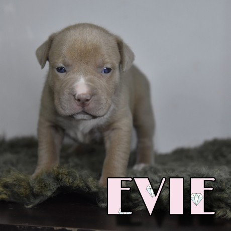 cuccioli-di-american-bully-xl-big-1