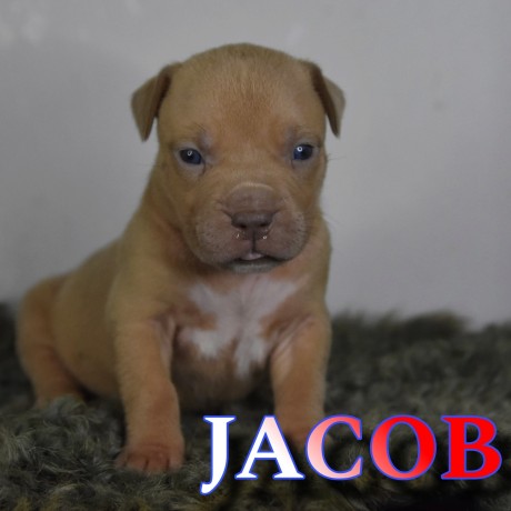 cuccioli-di-american-bully-xl-big-4