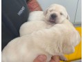 labrador-cuccioli-small-1