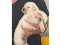 labrador-cuccioli-small-5