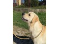 labrador-cuccioli-small-7