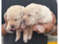 labrador-cuccioli-small-2