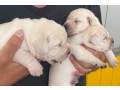 labrador-cuccioli-small-4