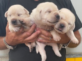 Labrador Cuccioli