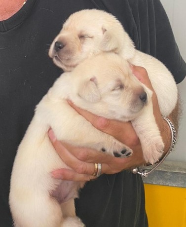 labrador-cuccioli-big-5