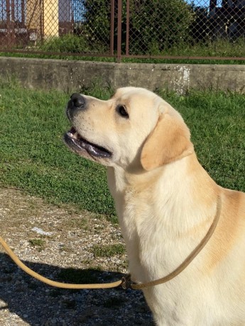 labrador-cuccioli-big-7