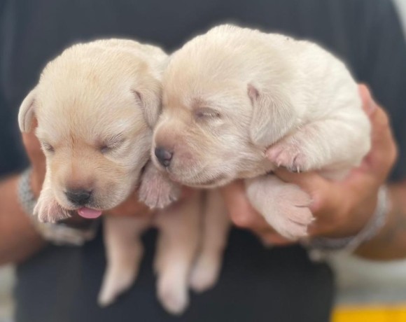 labrador-cuccioli-big-2