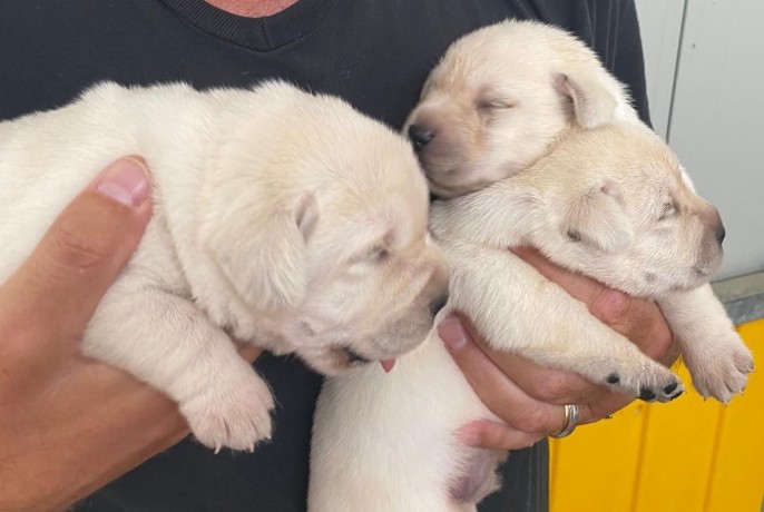 labrador-cuccioli-big-4