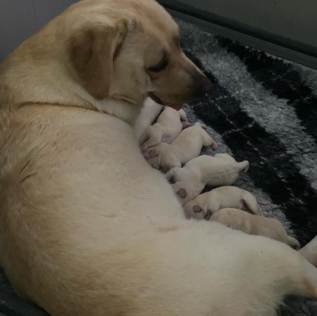 labrador-cuccioli-big-6