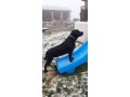 smarriti-2-cani-maschi-labrador-nero-e-incorcio-pastore-tedmaremmano-bettola-pc-small-4