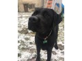 smarriti-2-cani-maschi-labrador-nero-e-incorcio-pastore-tedmaremmano-bettola-pc-small-2