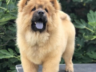 Chow Chow puppies for sale!