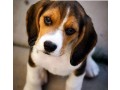 dogvillage-cuccioli-di-beagle-small-0