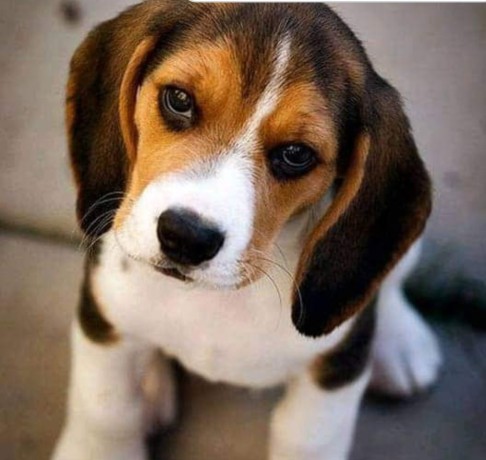 dogvillage-cuccioli-di-beagle-big-0