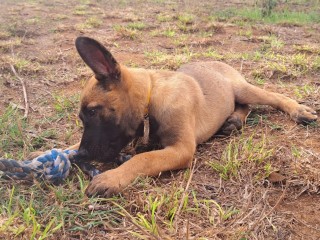 CUCCIOLA Pastore Belga Malinois