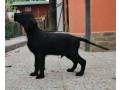 cuccioli-flat-coated-retriever-small-1