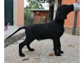 cuccioli-flat-coated-retriever-small-2