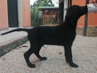 Cuccioli Flat Coated Retriever