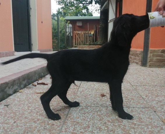 cuccioli-flat-coated-retriever-big-0