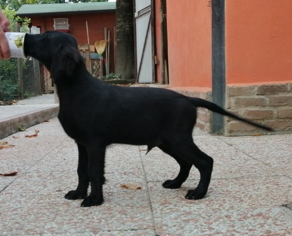 cuccioli-flat-coated-retriever-big-1