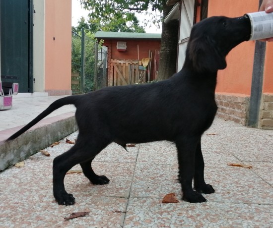 cuccioli-flat-coated-retriever-big-2