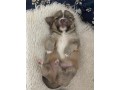 cuccioli-chihuahua-pelo-lungo-lilac-e-cioccolato-small-0